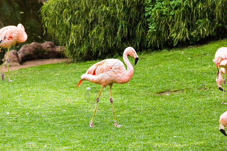 绿色公园里的粉红色火烈鸟群图片
