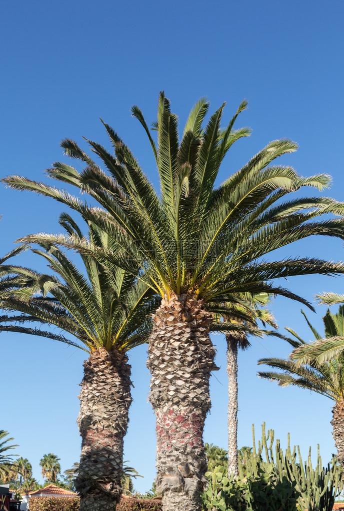 棕榈树在阳光晴朗的图片