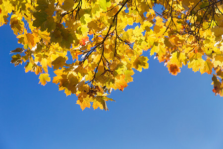 秋天的枫叶映衬着蓝天图片