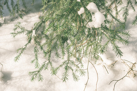 冬天在雪地里的森林树木图片