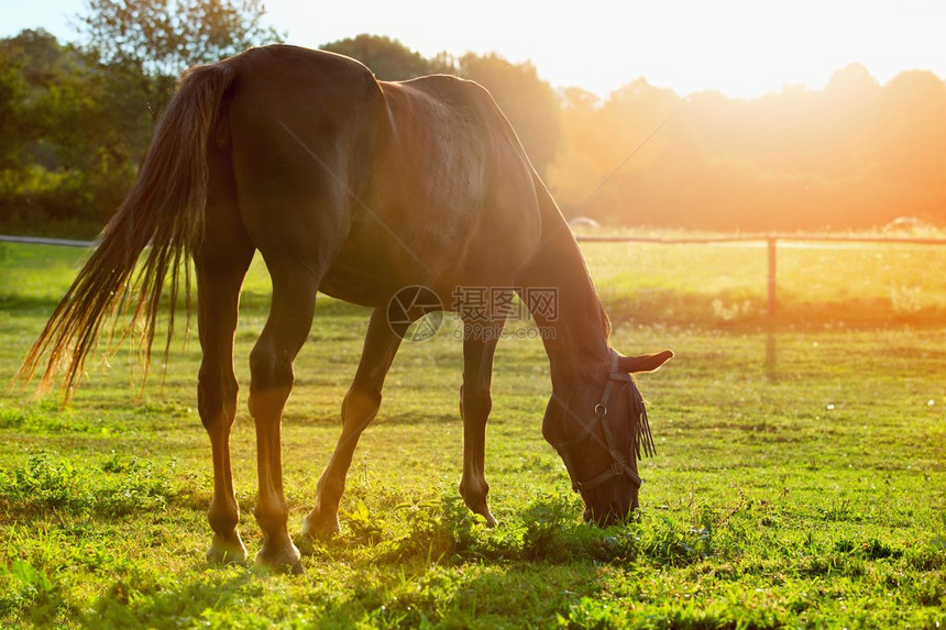 在阳光下牧马的肖图片