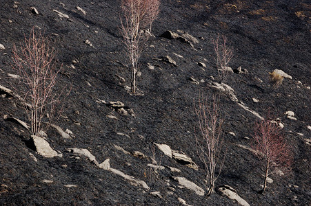 森林火灾破坏黑漆的白图片