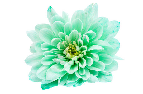 白色背景上的淡绿色菊花Name以图片