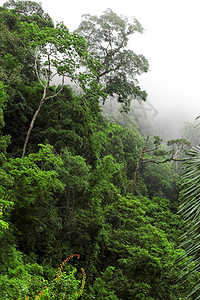 绿热带森林清晨薄雾图片