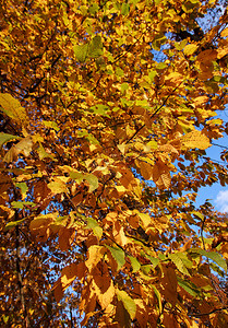 树枝背景上的秋叶图片