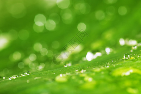 新鲜绿色叶子背景的雨滴下于新图片