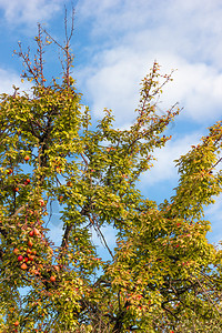 秋季草图和自然风景10背景图片