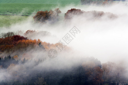 雾蒙的树林和秋色的田野图片