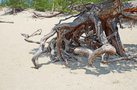 在Baikal湖沿岸的Sandy图片