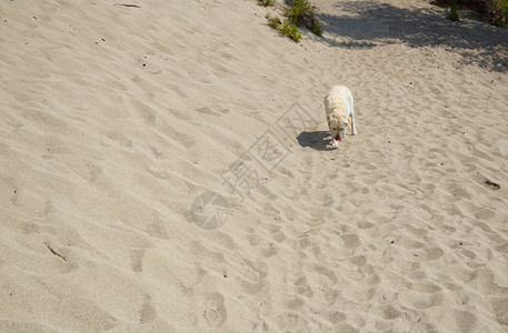 在沙地中间的孤狗桑迪图片