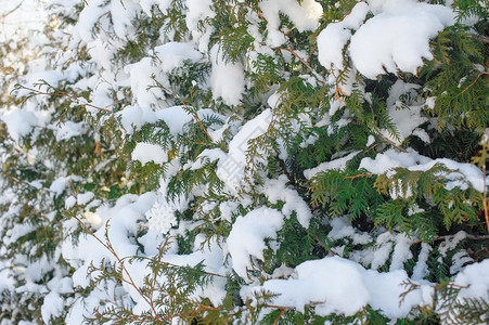 冬季公园里美丽的白雪覆盖的树枝图片