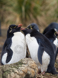福克兰群岛Bleaker岛落石企鹅EudyptesChrysoc图片