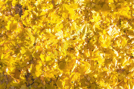 颜色明亮的秋叶色彩多图片
