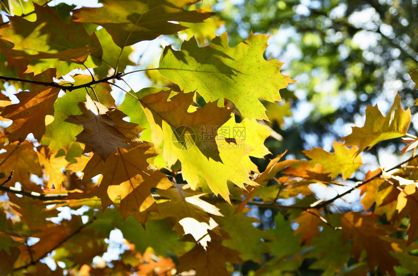 特写秋天的树背景