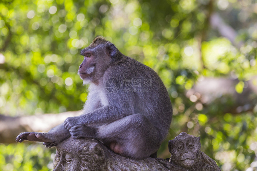 印度尼西亚乌布德圣猴子森林长尾猴Macacafascio图片