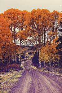 金树与路的秋景图片
