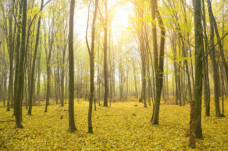 阳光涌入秋天的森林图片