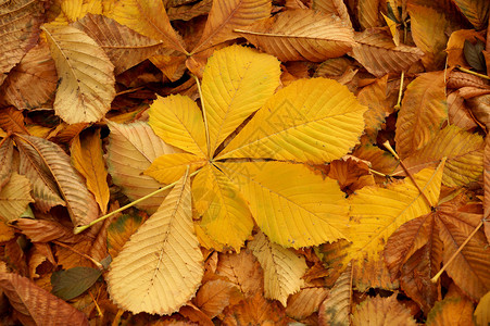 黄色调的栗子秋叶地毯图片