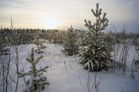 冬天的风景日落时的白雪覆盖的森林图片