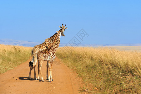 Giraffe肯尼亚国图片