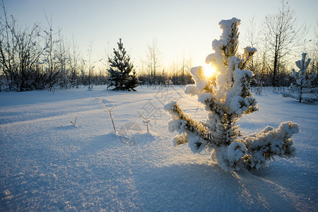 冬天的风景阳光明媚的白雪皑的森林图片