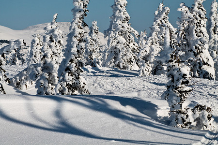 雪中森林冬季山林树图片