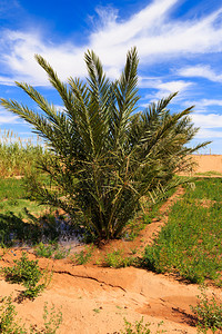 摩洛哥撒哈拉沙漠绿图片