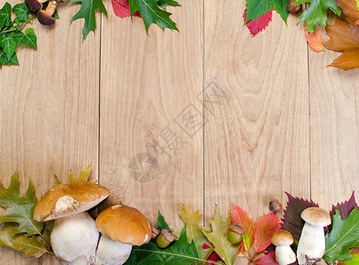 带蘑菇和叶子的秋天框架秋天的背景图片