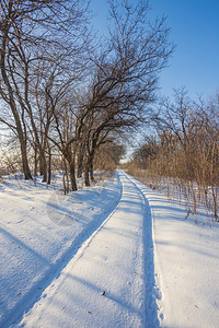 寒冻树木白雪和蓝天图片