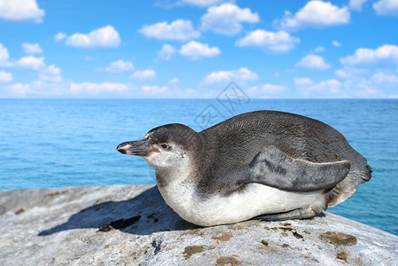 洪堡企鹅Spheniscushumb图片