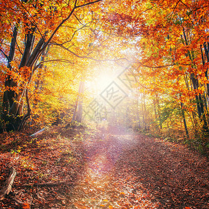 秋天的森林之路秋天风景图片
