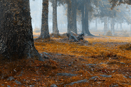 雾暖的金色森林图片