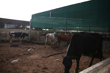 牛在农村家图片