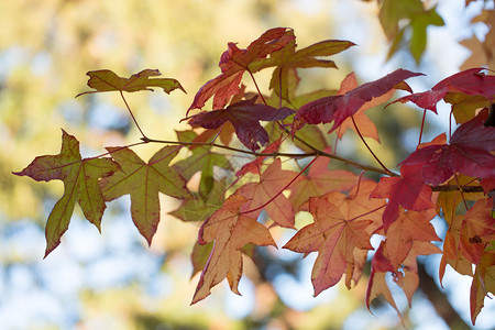 秋季色彩缤纷的枫叶图片