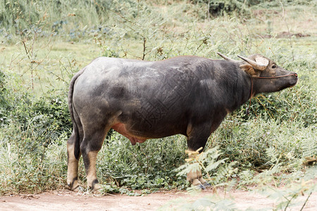 水牛或国内亚洲水牛图片