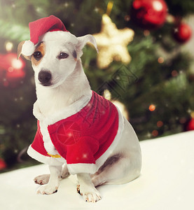 狗杰克罗素在圣诞主题中图片