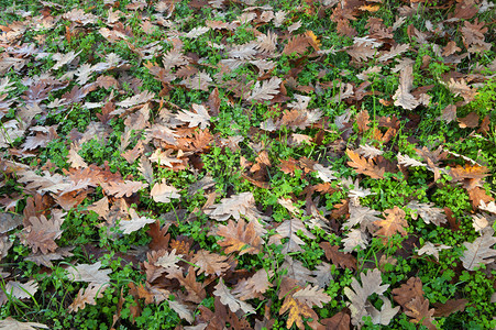 秋天满地都是落下的橡树叶图片