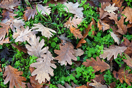 秋天满地都是落下的橡树叶图片