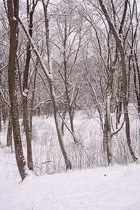用白霜和雪盖的树图片