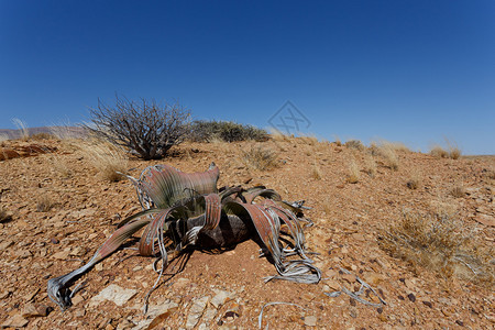 Namib沙漠中的活化石Welwitschia图片