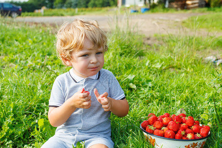 快乐的金发小孩男在有机采摘草莓农场采摘和吃草莓收获领域儿童健康食品园图片
