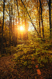 秋天森林的集合秋天的风景图片
