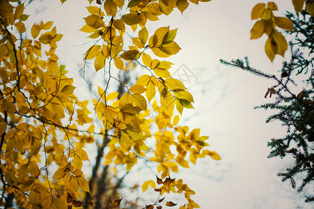 秋天树叶背景照片图片