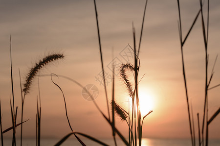 夕阳光与草花图片