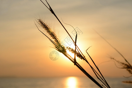 夕阳光与草花图片