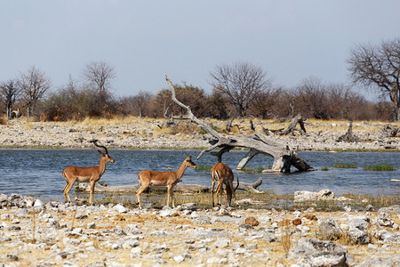 纳米比亚Etosha公园水坑内听闻的Impalaante图片