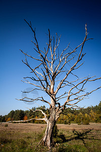孤独的枯死树图片