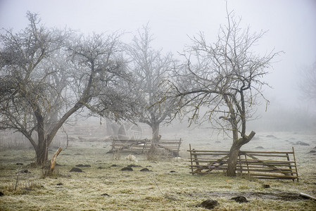 有光秃的树有雾的早晨图片