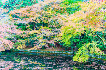 日本枫树的秋天图片