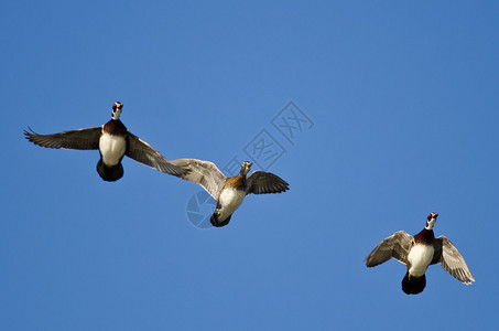 三只木鸭在蓝天中飞翔图片